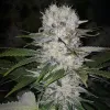Skunk Hero RBX1