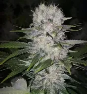 Skunk Hero RBX1