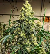 Sour G R1