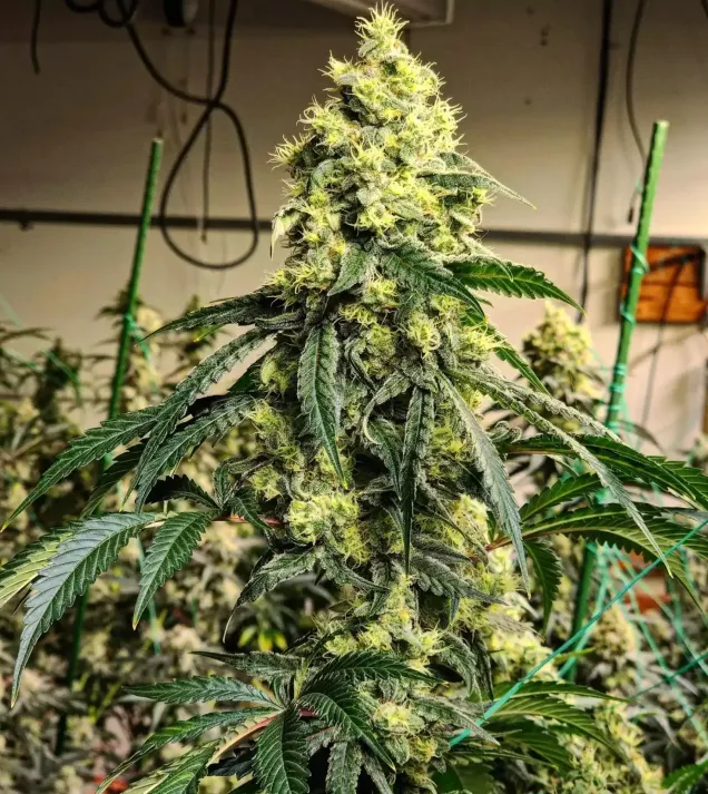 Sour G R1