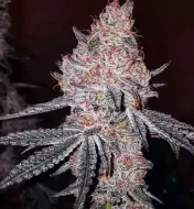 Strawberry Cookies OG R1