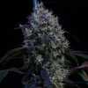 Super Lemon Haze RBX3