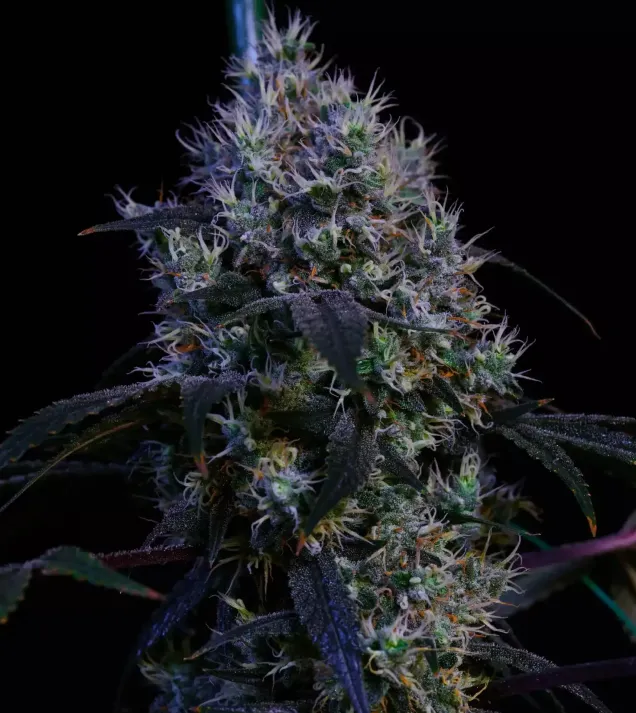 Super Lemon Haze RBX3