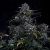 4 Assed Monkey Auto 