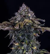 Bear Assed Monkey Auto