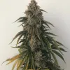 Beary White Auto