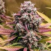 Deez Nuggs Auto