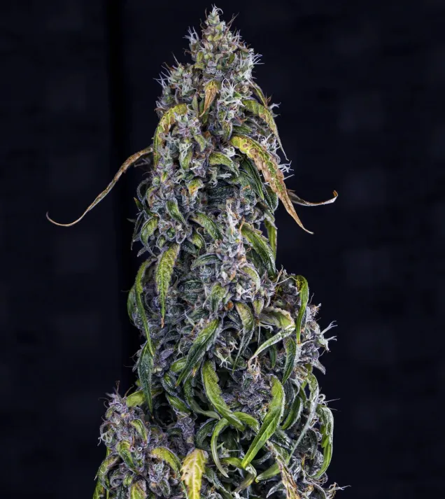 Fantasmo Express Auto