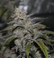 Grape Walker Kush Auto