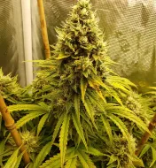 Heisenberg Special Auto