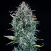 Livers Bx1 Auto