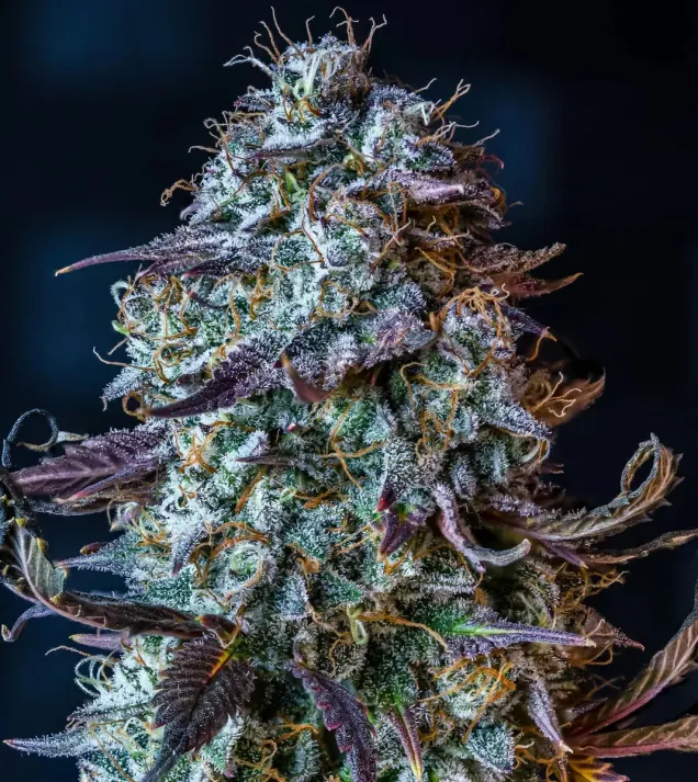 Mephisto's Wedding Auto