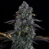Northern Cheese Haze Auto