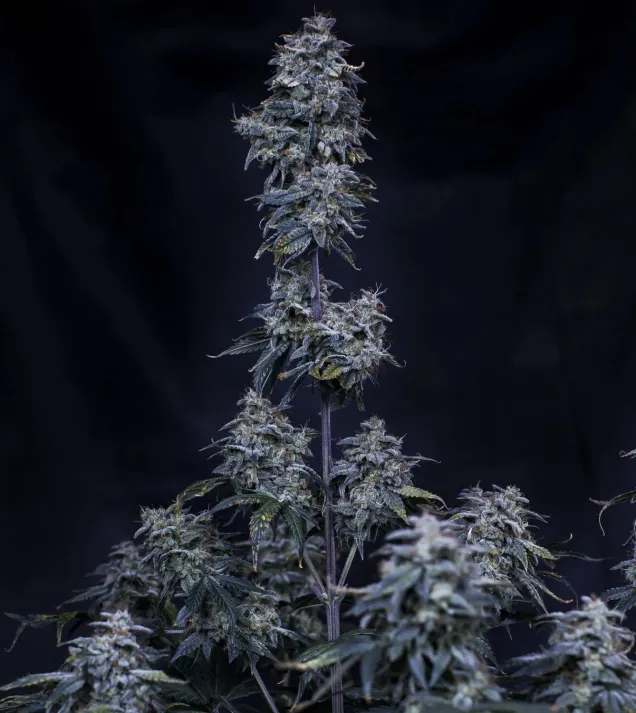 Pinot Noir Auto