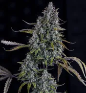 Sour Bubbly Auto