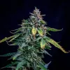 Walter White Auto
