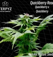 Quackberry Rose Regular