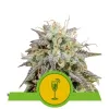 Mimosa Automatic SALDI