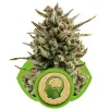 Amnesia Haze Automatic SALDI