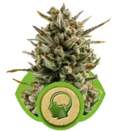 Amnesia Haze Automatic SALDI