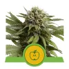 Apple Fritter Automatic SALDI