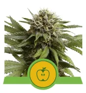 Apple Fritter Automatic SALDI
