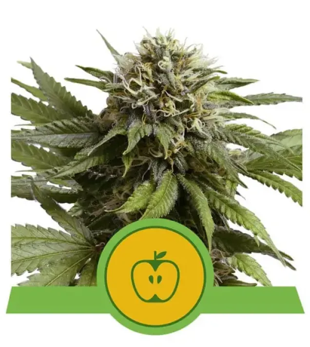 Apple Fritter Automatic SALDI