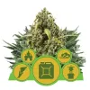 Autoflowering Mix SALDI
