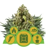 Autoflowering Mix SALDI