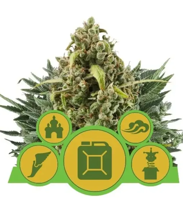 Autoflowering Mix SALDI