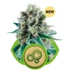 Bubble Kush Automatic SALDI