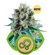 Bubble Kush Automatic SALDI