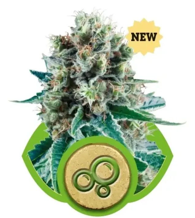 Bubble Kush Automatic SALDI