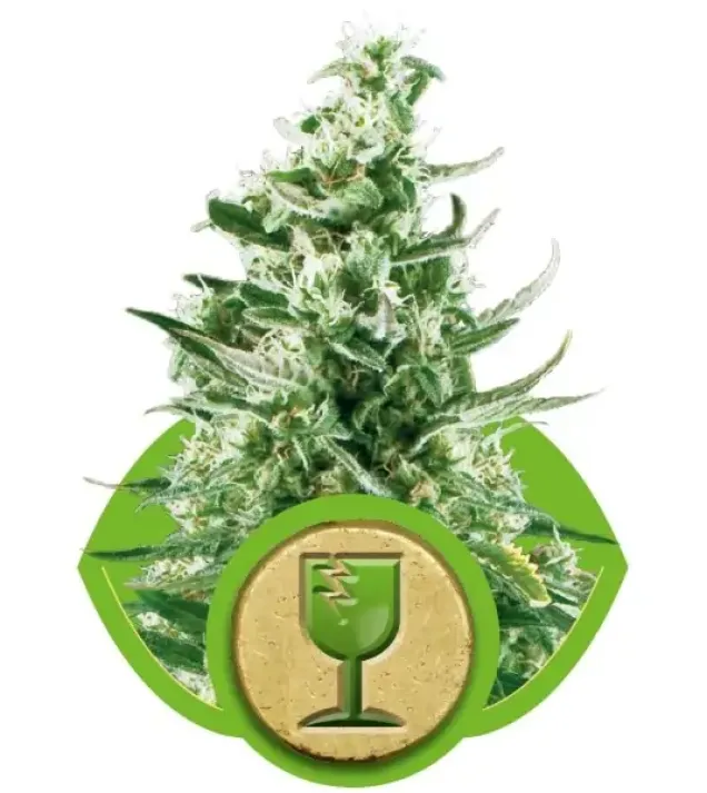 Royal Critical Automatic SALDI