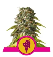 Cookies Gelato SALDI