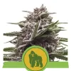 Royal Gorilla Automatic SALDI
