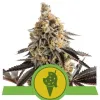 Cookies Gelato Auto SALDI