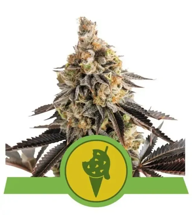 Cookies Gelato Auto SALDI