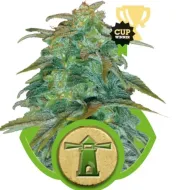 Royal Haze Automatic SALDI