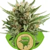 Sweet Skunk Automatic SALDI