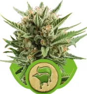 Sweet Skunk Automatic SALDI