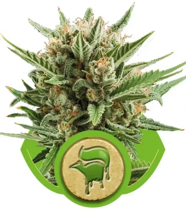 Sweet Skunk Automatic SALDI