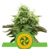 Sweet ZZ Auto SALDI