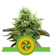 Sweet ZZ Auto SALDI