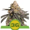 Triple G Auto SALDI