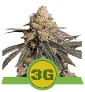 Triple G Auto SALDI