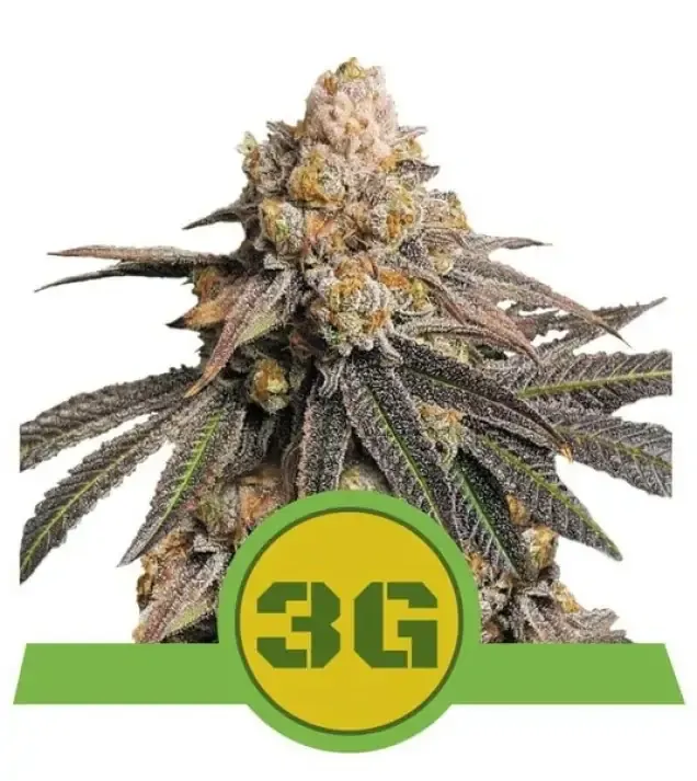 Triple G Auto SALDI