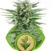 Easy Bud SALDI