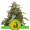 Hulkberry Auto SALDI