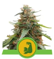 Hulkberry Auto SALDI